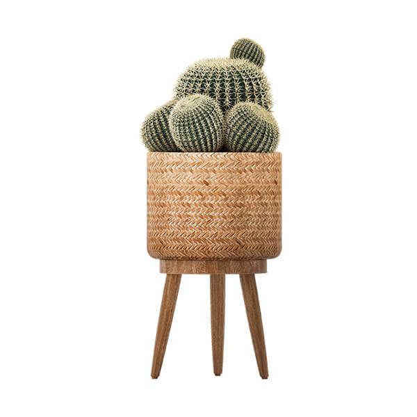 Rattan Cactus Pot